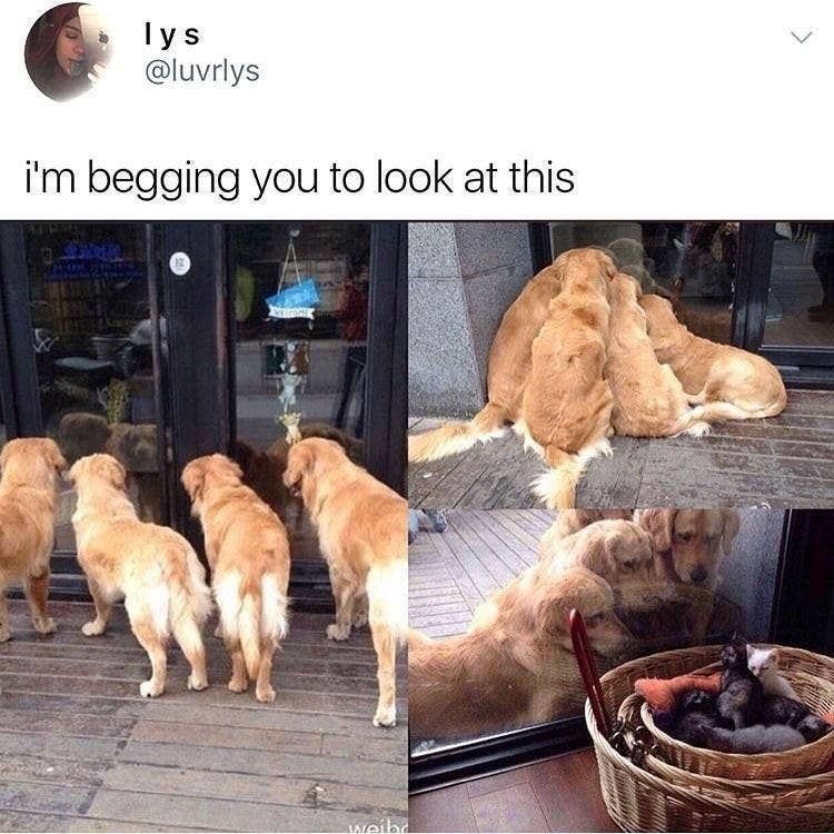 21 Times Golden Retrievers Proved They Re The Purest Dogs On The Planet