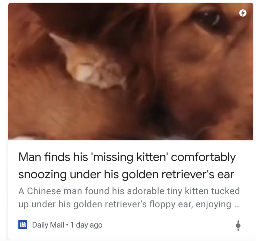 Unleashed The Surprising Bite Force Of Golden Retrievers - 52icjw4