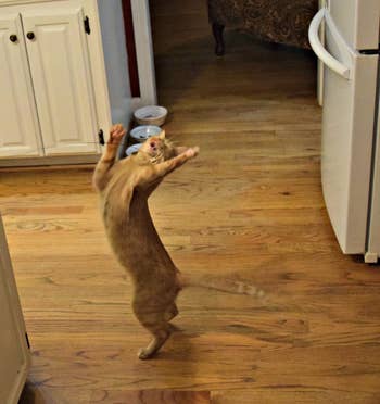 Reviewer photo of their cat standing on its hind legs to grab the toy