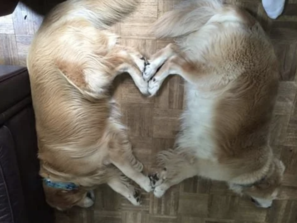 Two golden retrievers napping with their paws touching, creating the shape of a heart