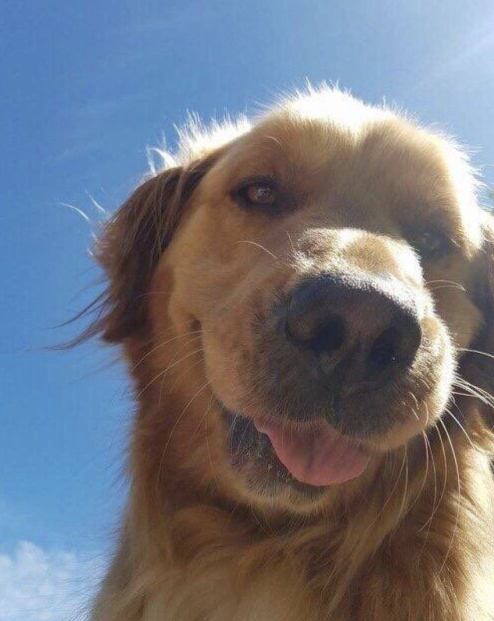 A closeup of a golden retriever sticking it&#x27;s tongue out, accentuated by a ray of sun