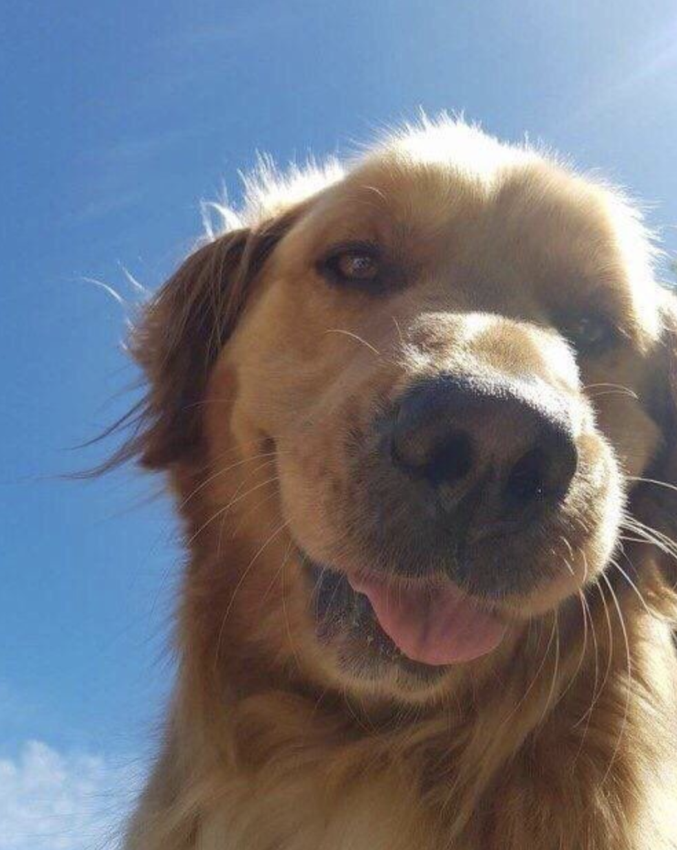 pretty golden retriever