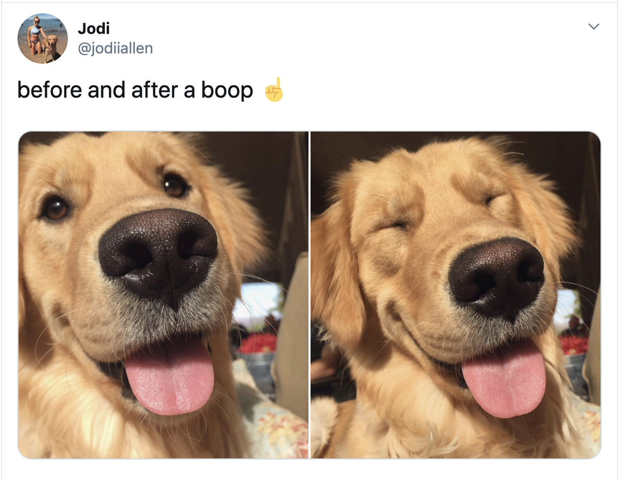 20 Times Retrievers Proved They Are The Best Dogs Ever