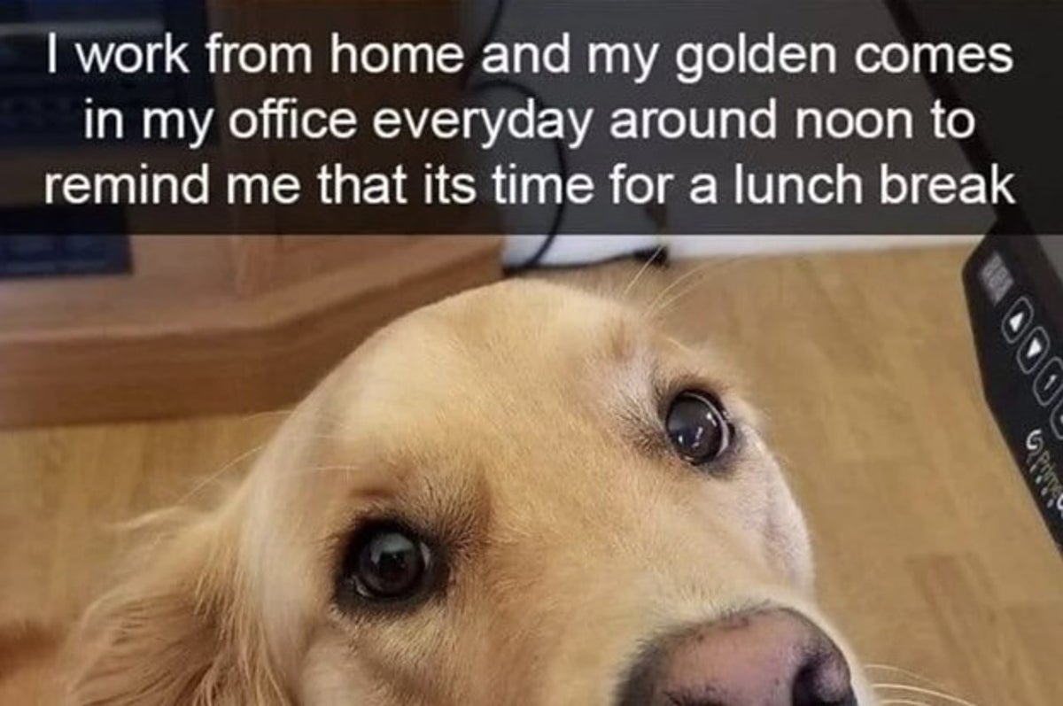 20 Times Retrievers Proved They Are The Best Dogs Ever