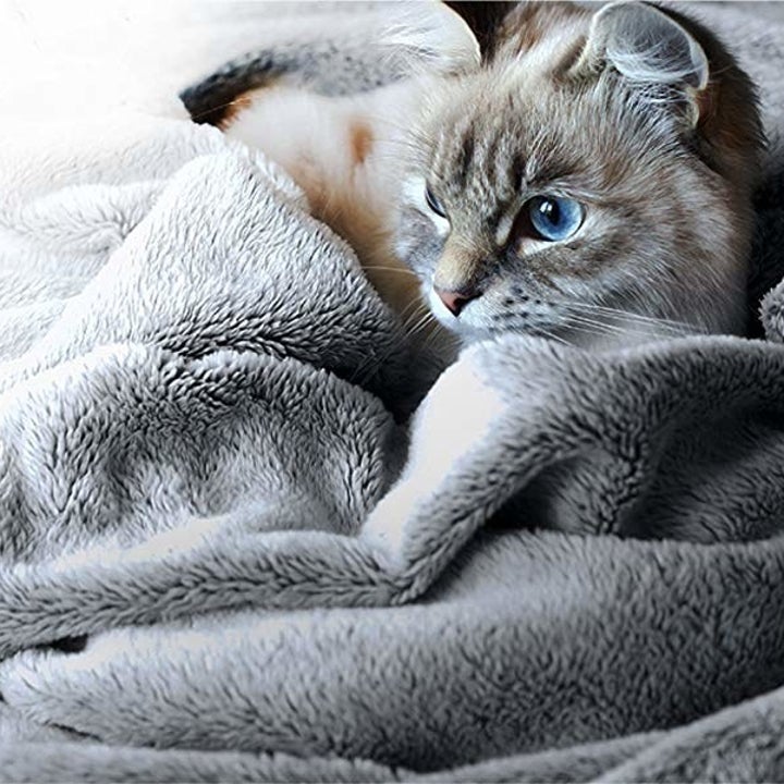A cat curled up in the blanket