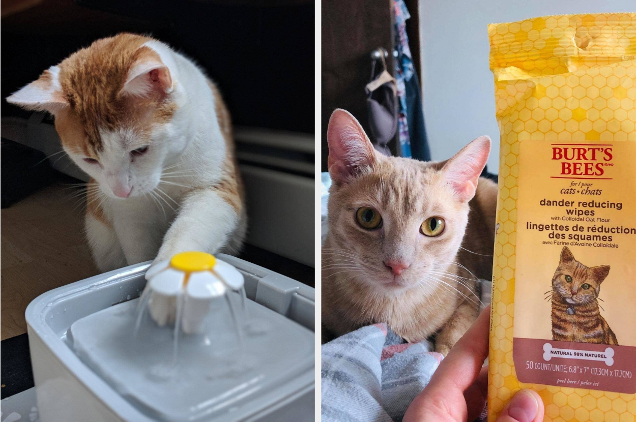 25 Problem Solving Products From Amazon For Cat Owners