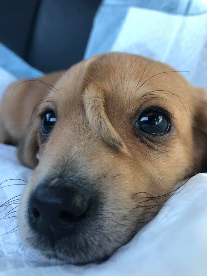 おでこにしっぽ 個性的な子犬に里親の応募が殺到