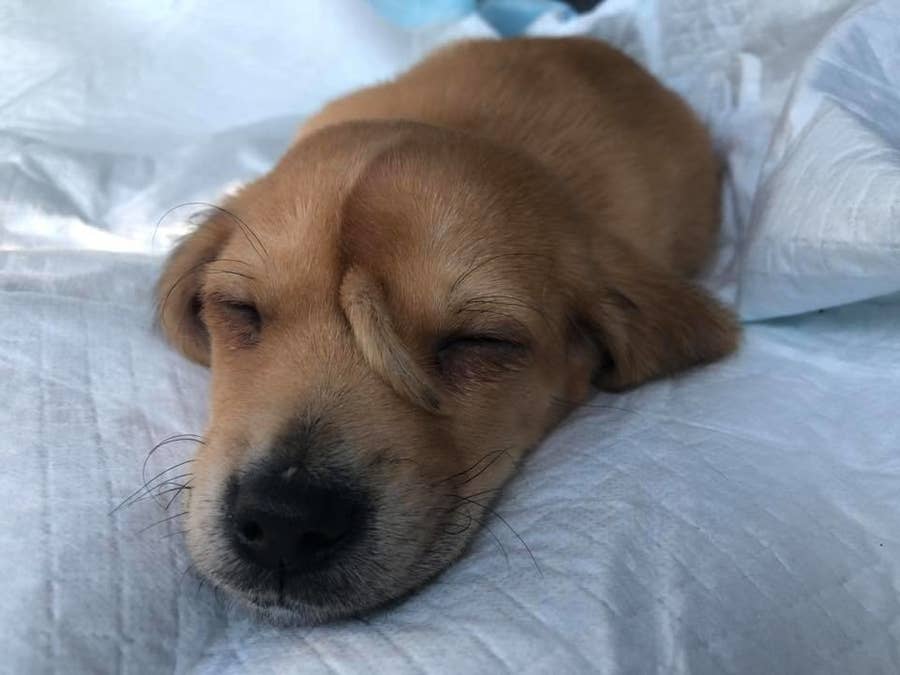 おでこにしっぽ 個性的な子犬に里親の応募が殺到