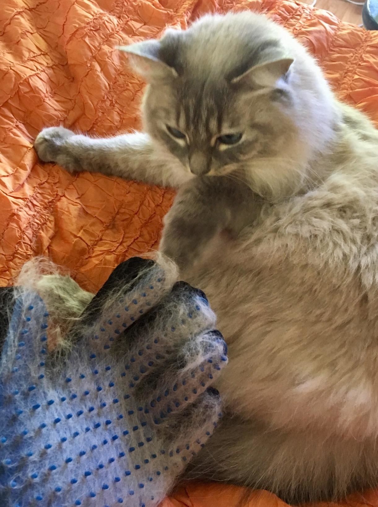 reviewer's cat observes a furry gloves with bristles