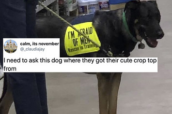 Funny dogs sale buzzfeed