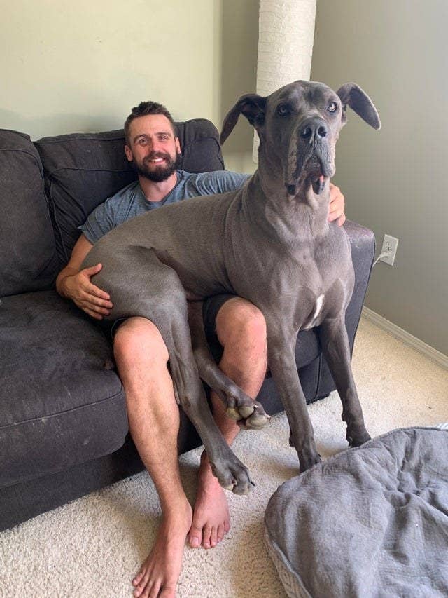 Big Dogs Who Will Forever Be Lapdogs