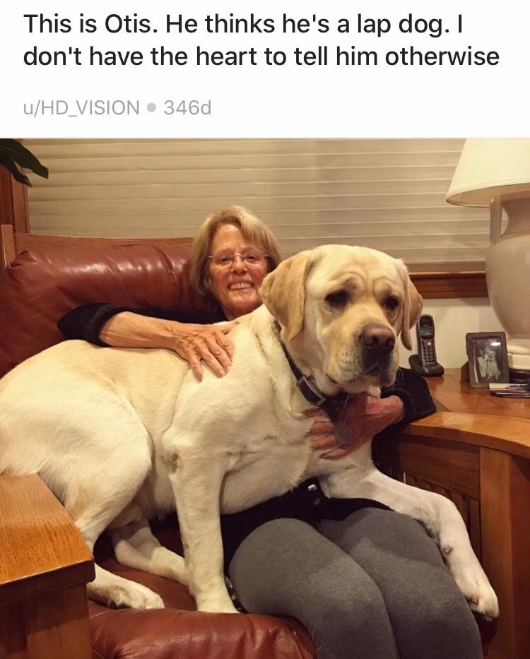 Big dogs that think store they are lap dogs