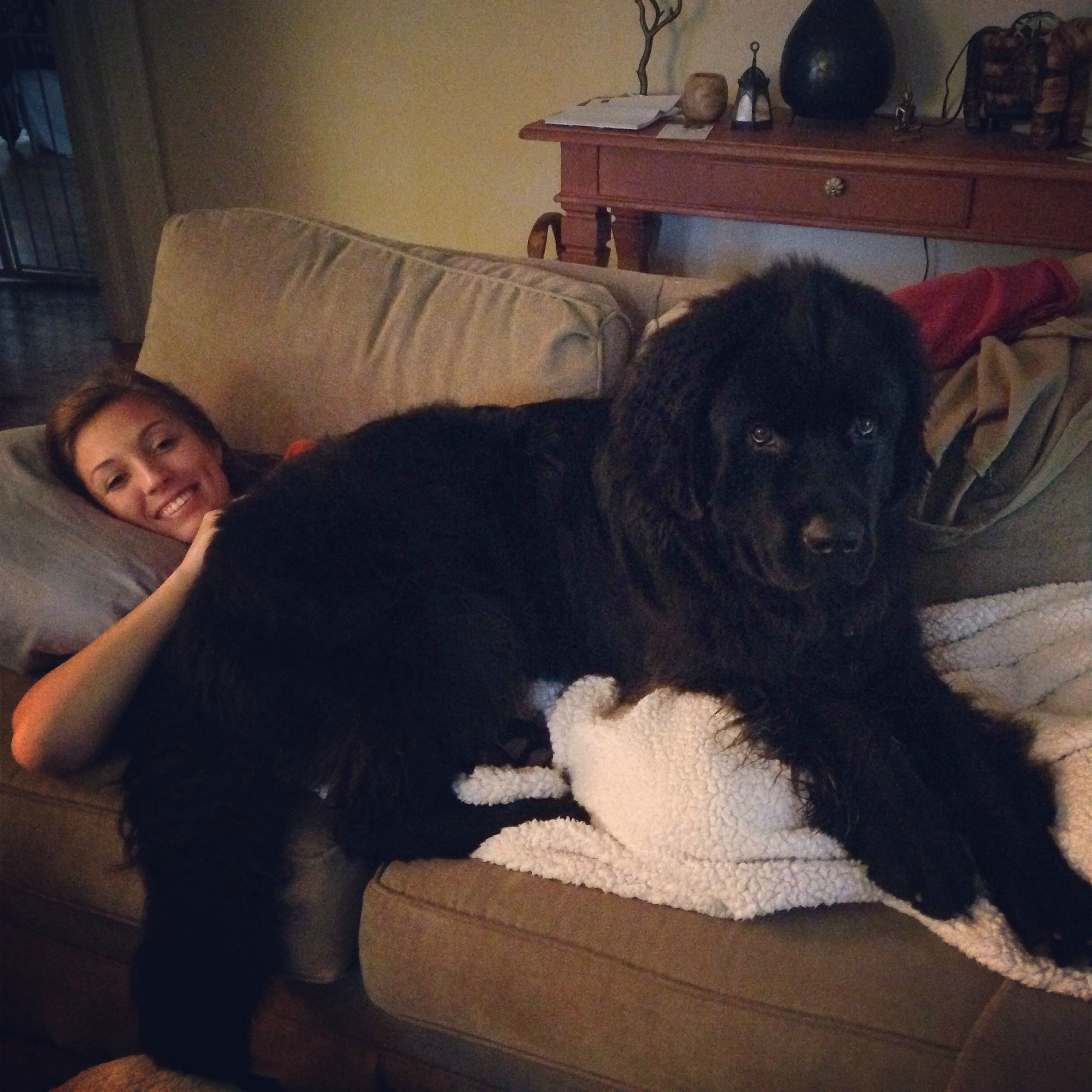 giant lap dogs