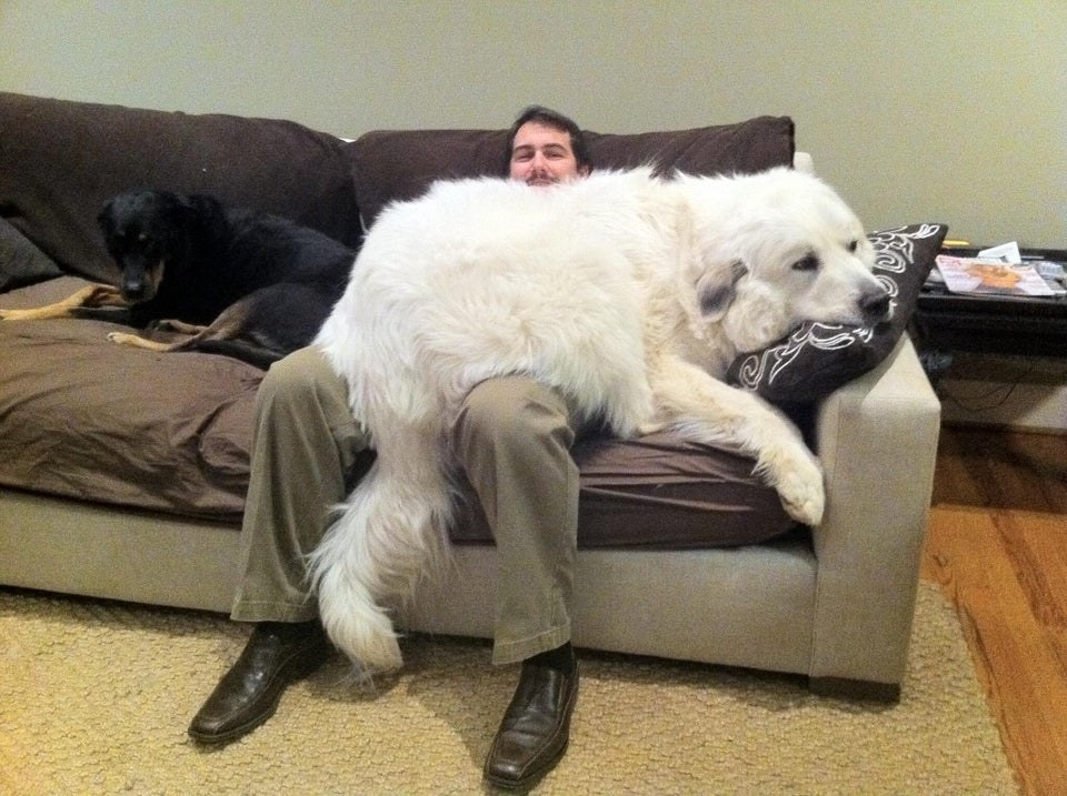 Big dogs that think sales they are lap dogs