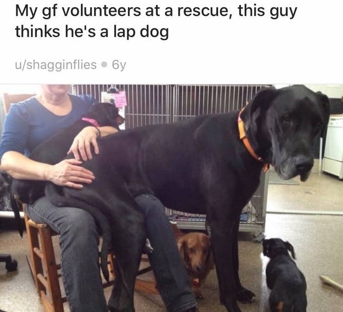 Big Dogs Who Will Forever Be Lapdogs