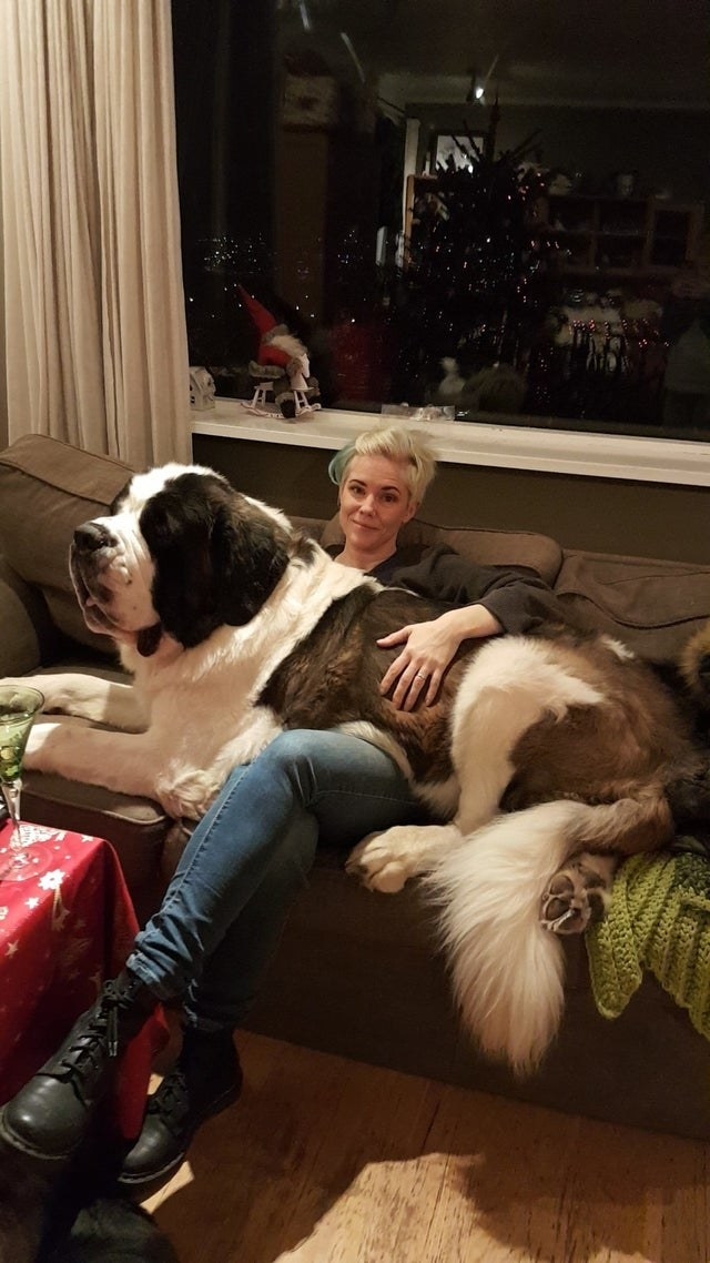 Big Dogs Who Will Forever Be Lapdogs