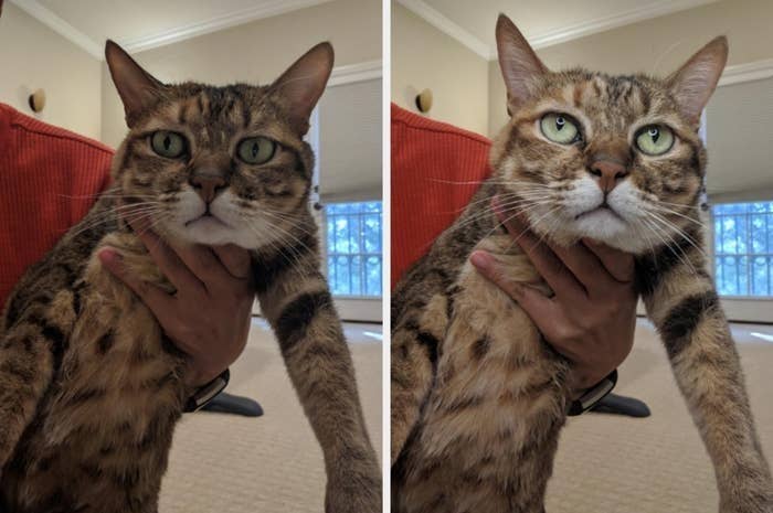 On the left, a dark picture of a reviewer's cat, and on the right, the same ca but the picture is much brighter and clearer now