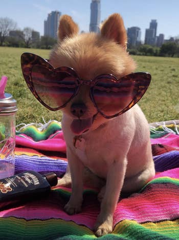 a reviewer's dog in the sunglasses in tortoise shell