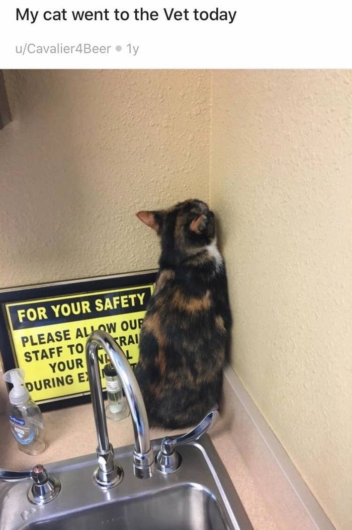 15 Cats Who Tried Their Very Best To Hide From The Vet