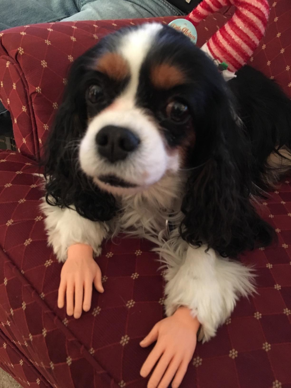 dog with plastic hands on paws 