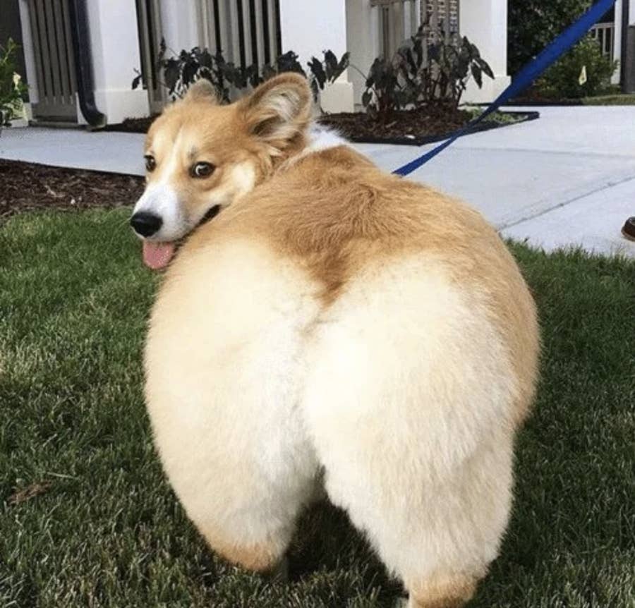 16 Thicc Animals That I Can T Stop Smiling At What do fats do for dogs? thicc animals that i can t stop smiling
