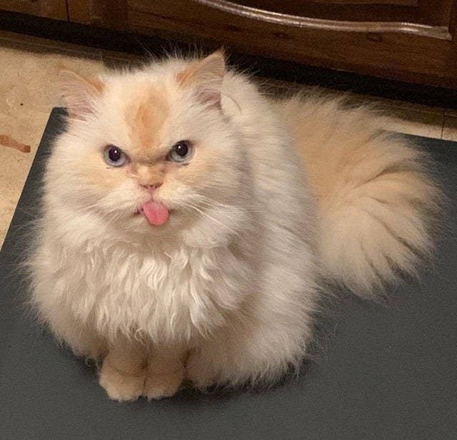 The Best Cat Posts From This Week Nov 20 2019