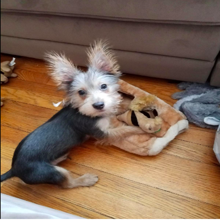 23 Gifts For Your Tiny Dog