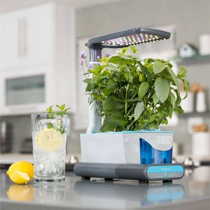 Tasty Aerogarden