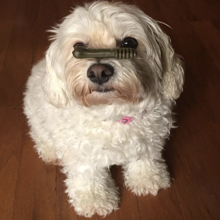 23 Gifts For Your Tiny Dog