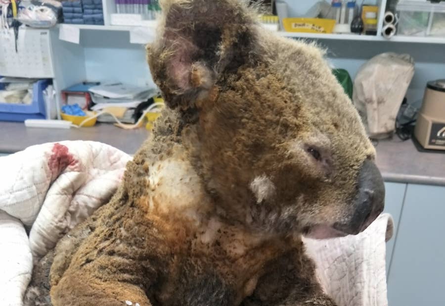 A Woman Saved A Koala From A Fire With The Shirt Off Her Back