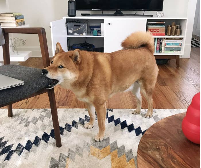 18 Fotos que prueban que los Shiba Inu son tan tiernos ...
