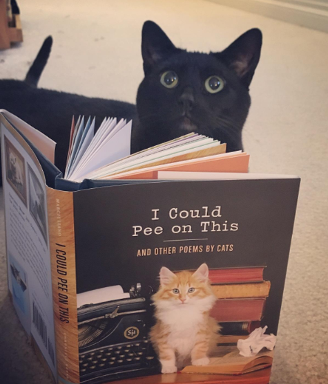 27 Purr Fect Products For People Who Absolutely Love Cats