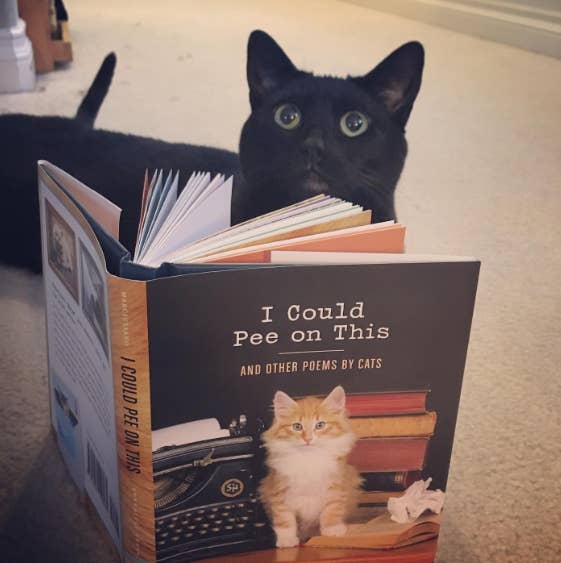 27 Purr Fect Products For People Who Absolutely Love Cats
