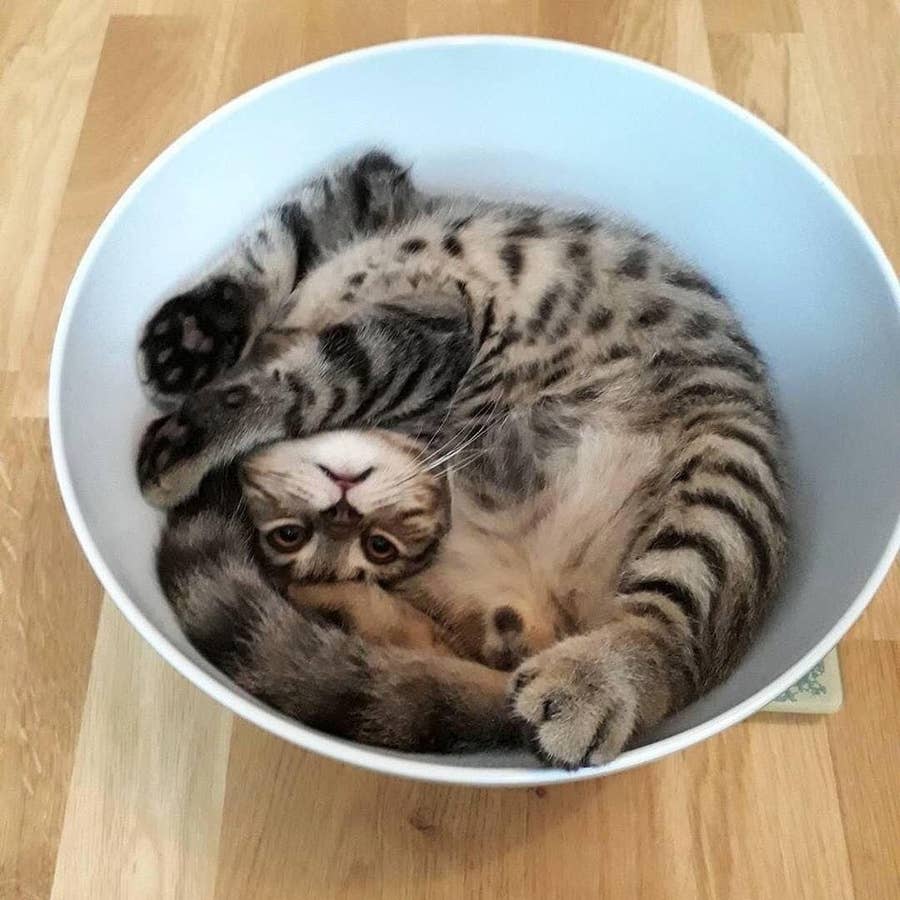 Liquid Cats Whose Bodies Can T Be Explained By Science