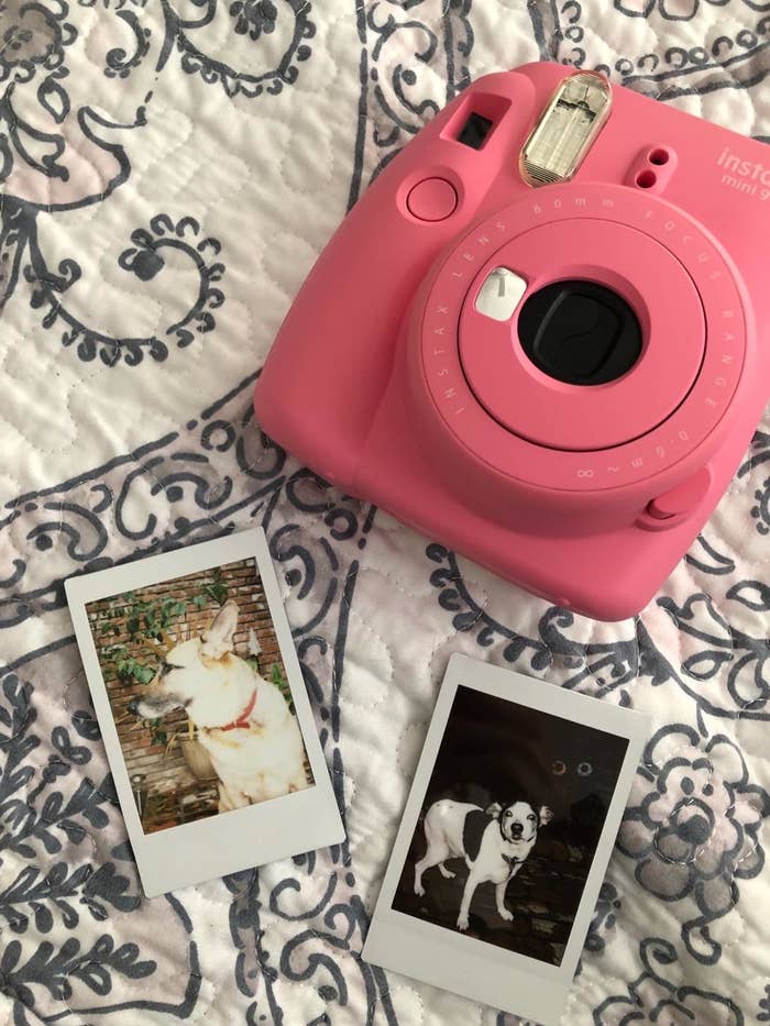 A reviewer showing the pink camera with two instant prints of their dogs