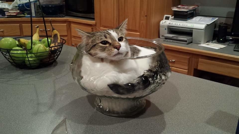 cats are liquid