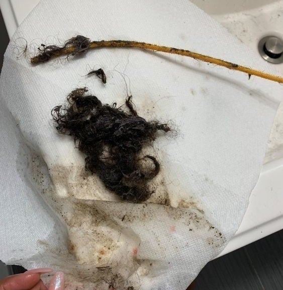 A clump of hair captured by the drain snake
