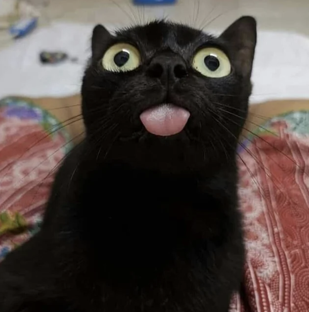 ネコが生物の中で一番カワイイってこと 今から証明するね