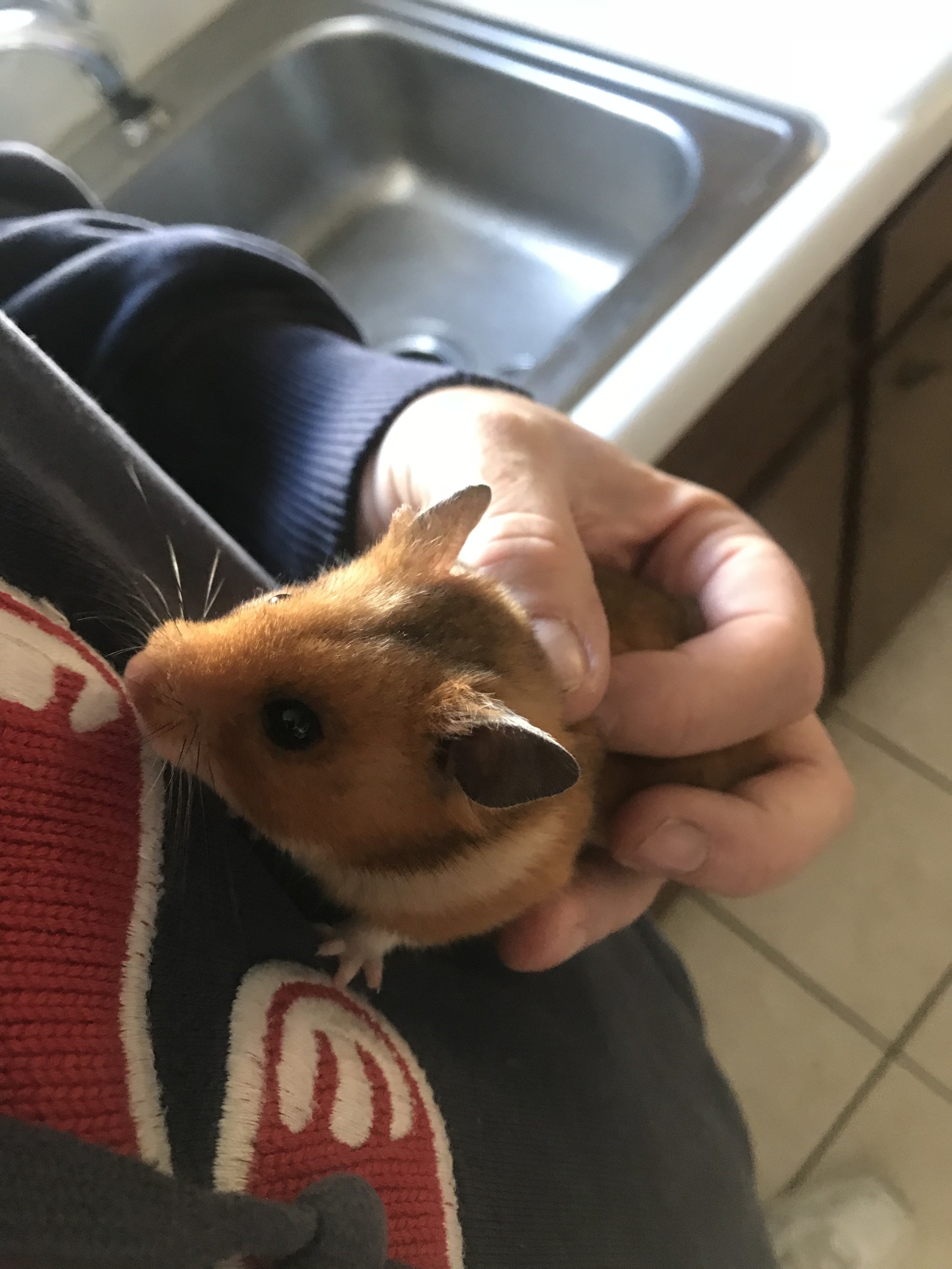 娘のハムスターが行方不明 お父さんがパニックになる様子が愛しかない