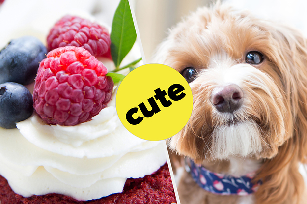 Quiz: Which Dog Breed Are You?