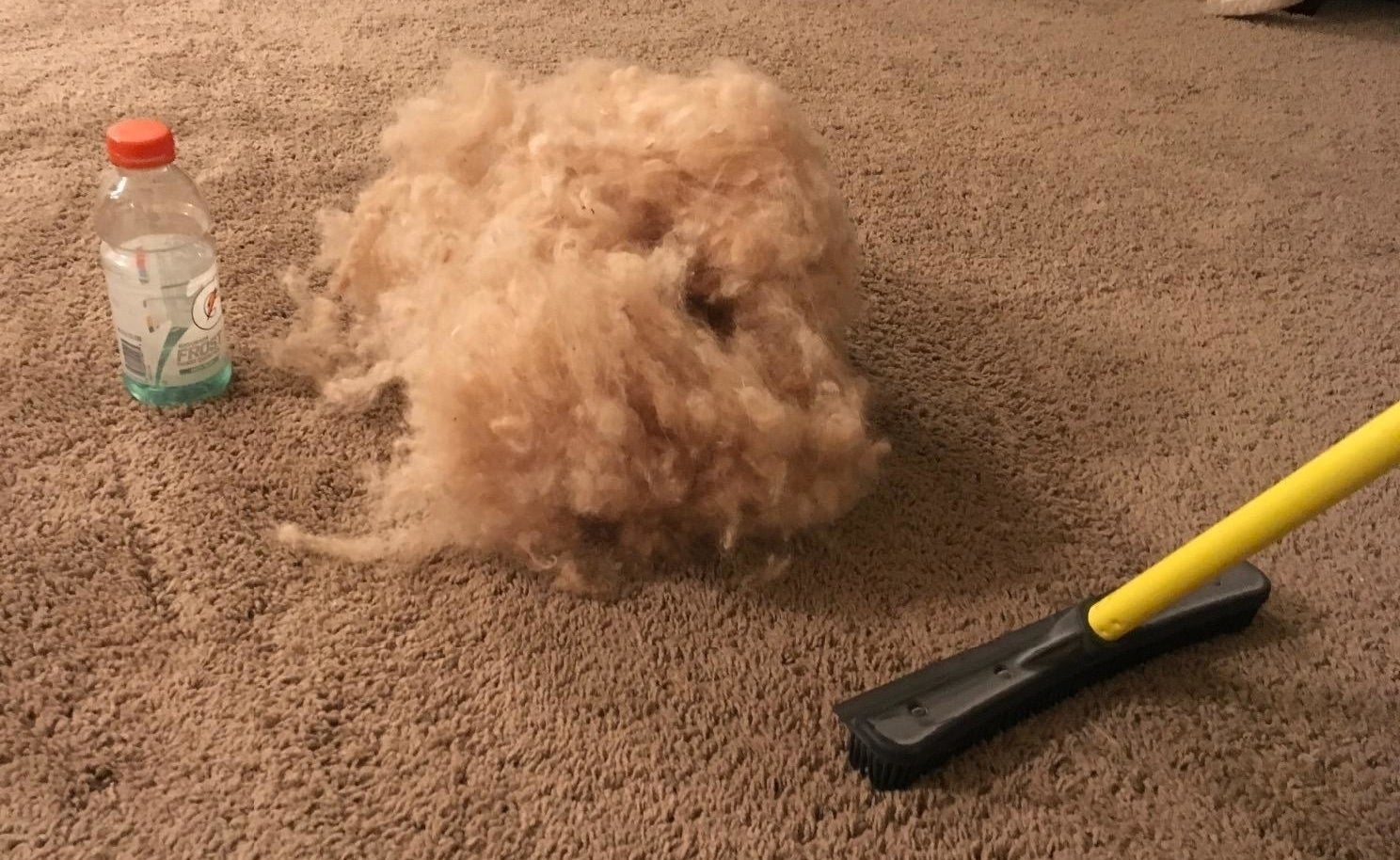 The broom sweeping up a huge pile of dog fur from the carpet 