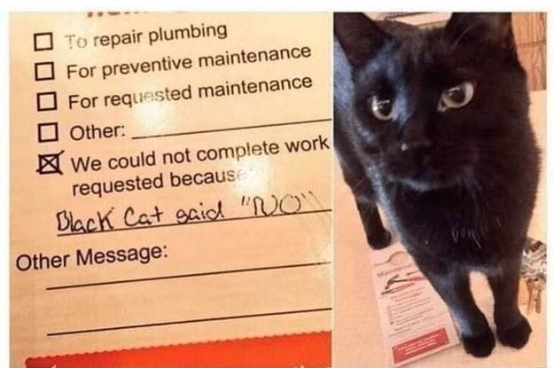 21 Incredibly Dickish Things Cats Really Seem To Enjoy Doing