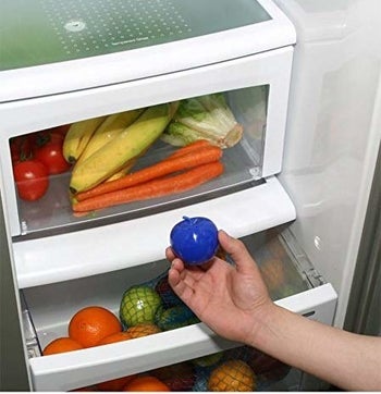 A model putting the small blue apple-like product inside a refrigerator bin