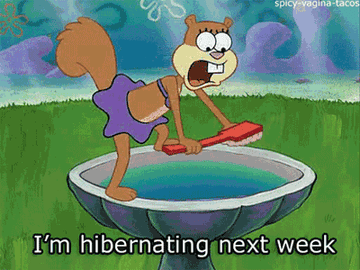GIF of Sandy from SpongeBob scrubbing her birdbath with a toothbrush and saying &quot;I&#x27;m hibernating next week&quot; 