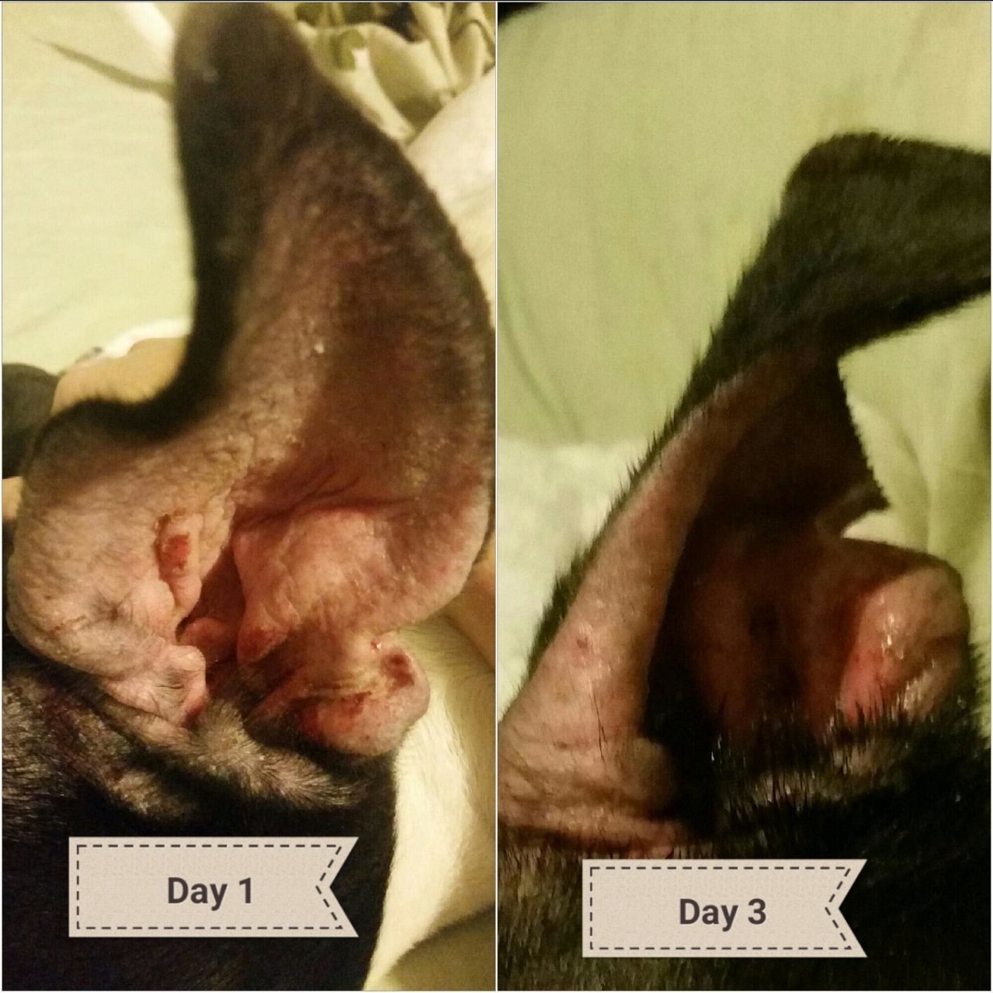 reviewer before-and-after of their dog&#x27;s ear looking much less swollen and infected after using the treatment 
