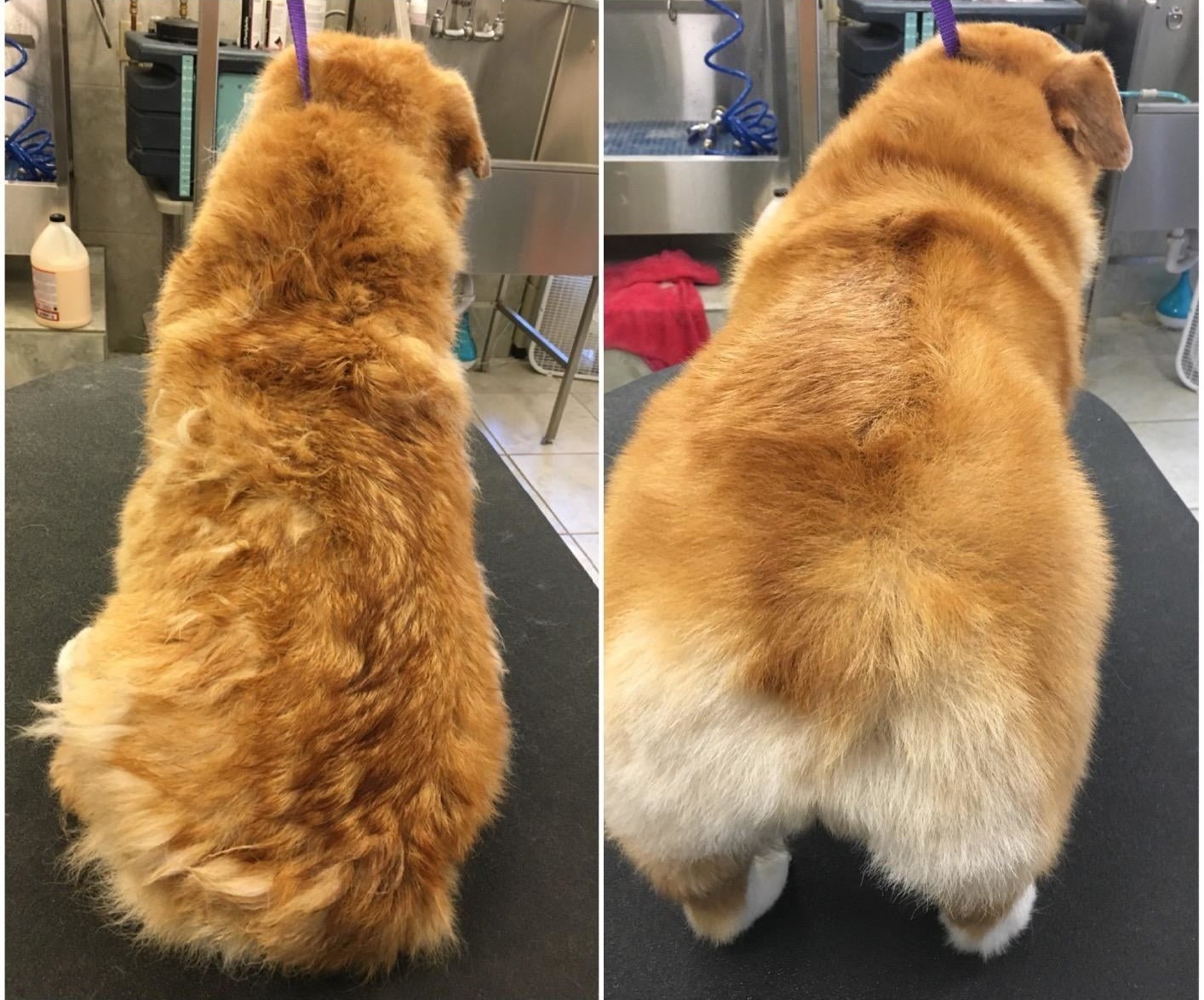 left: a dog with a shaggy coat right: dog with a nice uniform coat 