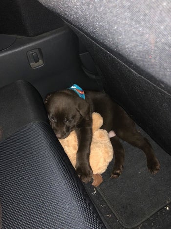 Reviewer photo of their chocolate lab puppy cuddling with the toy
