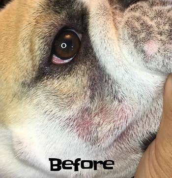 Before photo of a bulldog with red, irritated skin folds