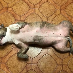 Same reviewer's dog after taking the allergy supplements, which calmed the dog's skin and made it less red