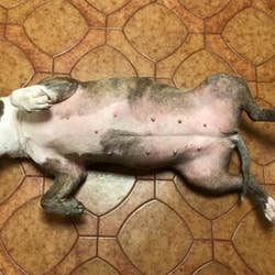 dog with less redness on stomach 